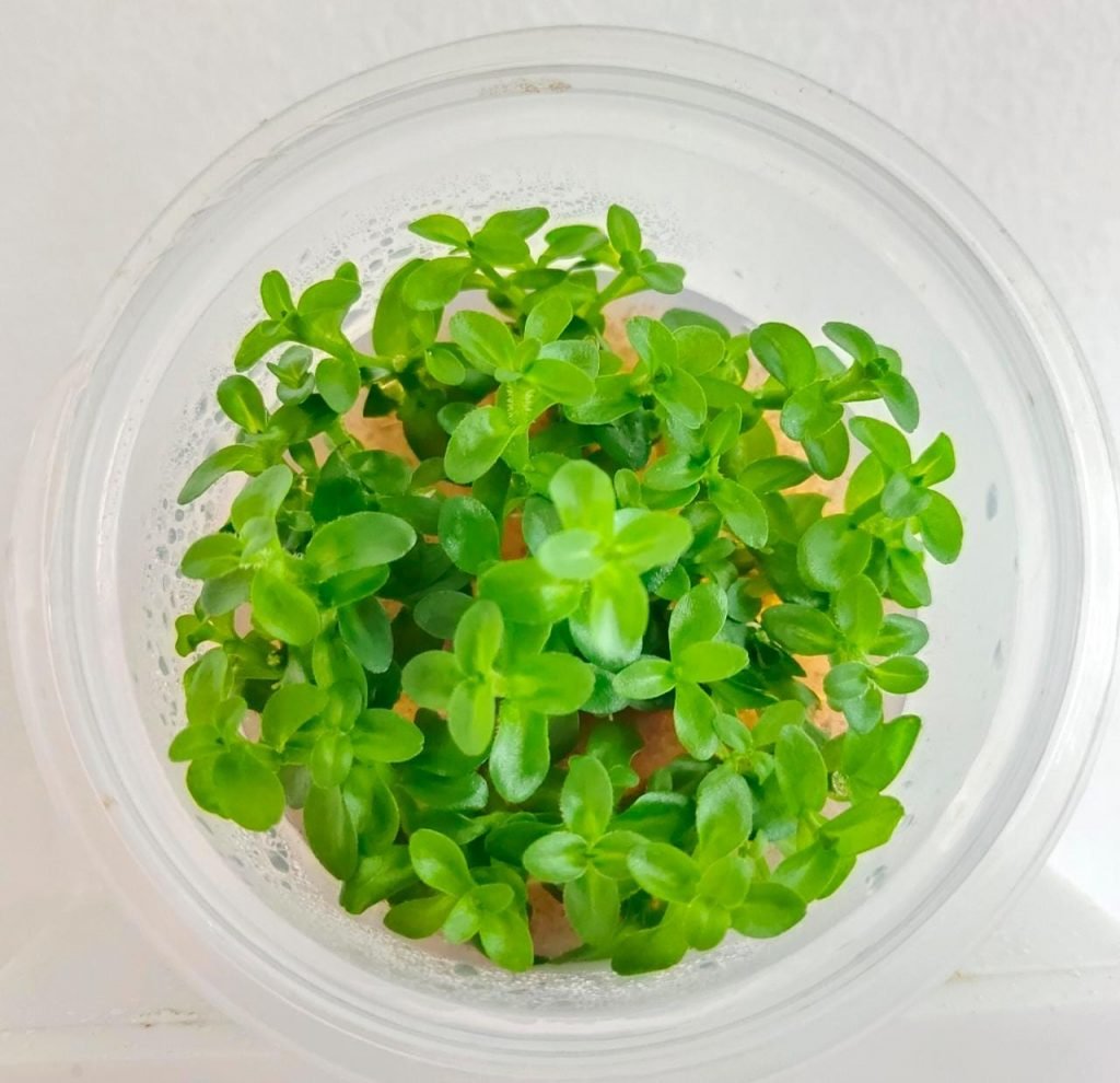 Bacopa Yellow Flame TC Green Water Aquascapes