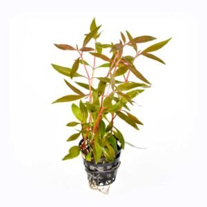 Alternanthera reineckii 'Lilacina'