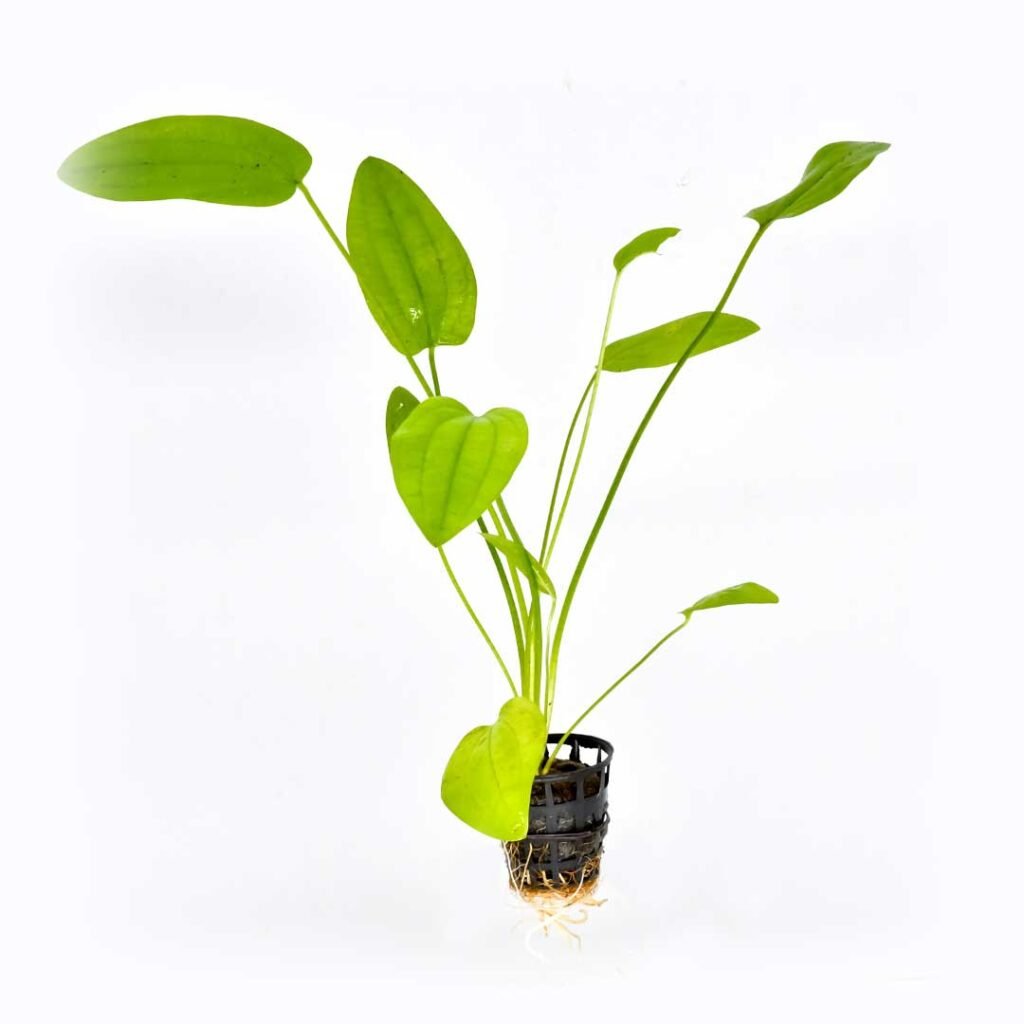 Echinodorus amazonicus Green Water Aquascapes