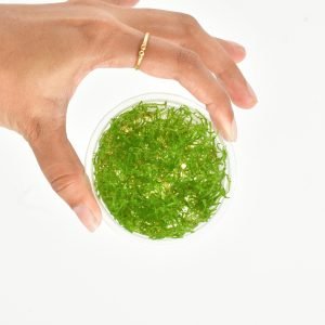 Vesicularia ferriei "Weeping Moss"[Tc]