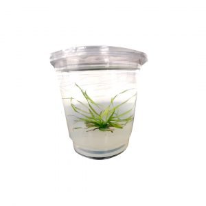 Blyxa Japonica