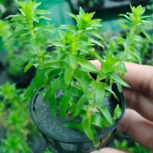 Tonina fluviatilis [Tc]