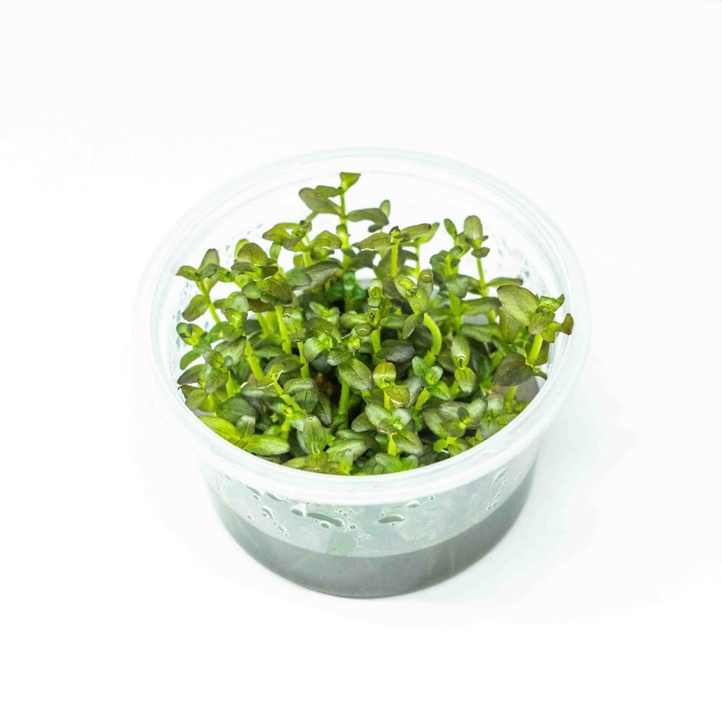 Bacopa Salzmannii 'Purple' (SG)[Tc] - Green Water Aquascapes