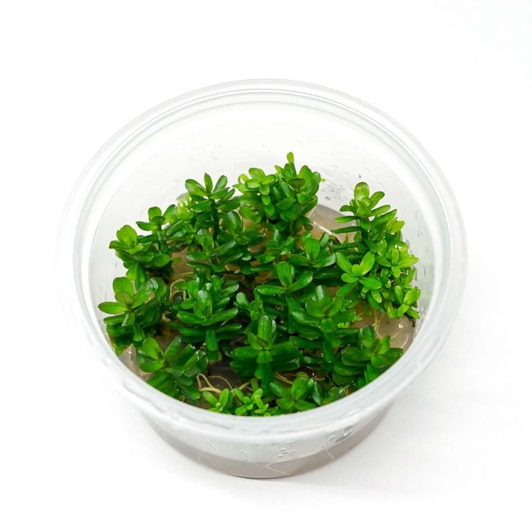 Rotala Indica 