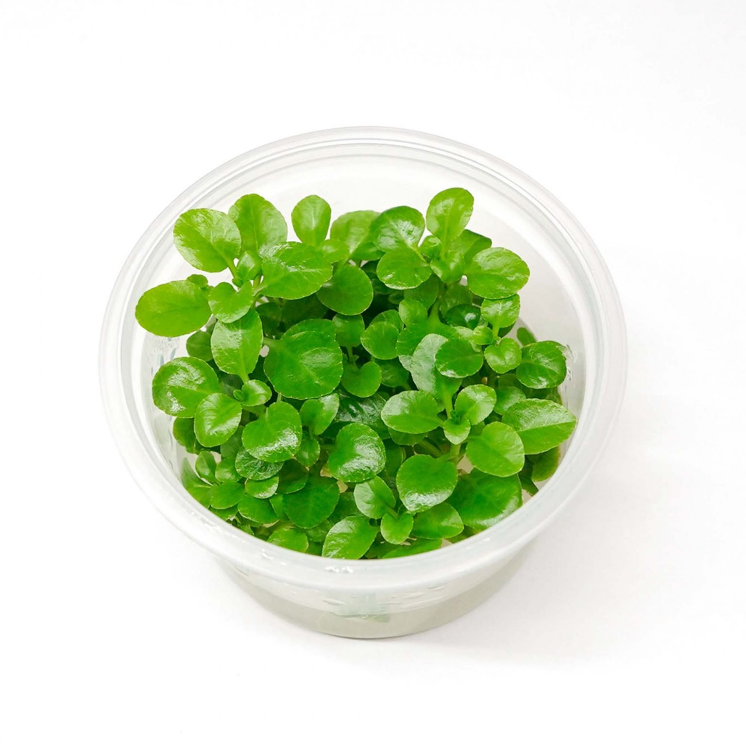 Lobelia Cardinalis Tc Green Water Aquascapes lobelia-cardinalis-tc-green-water-aquascapes