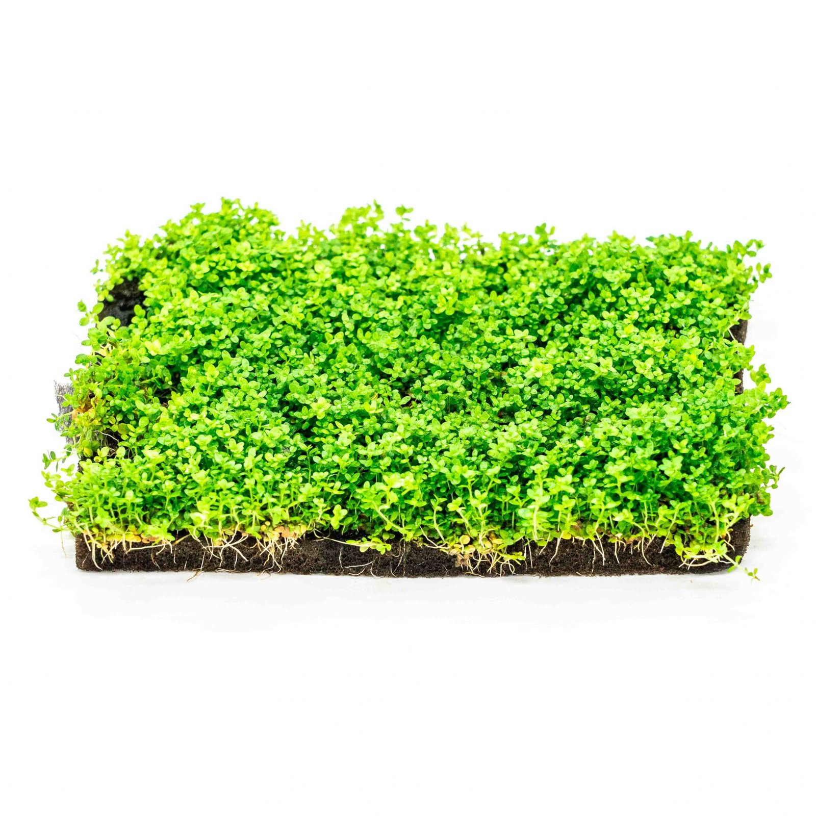 micranthemum-callitrichoides-cuba-6-x-4-mat-green-water-aquascapes