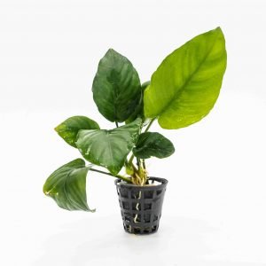 Anubia barteri broad leaf