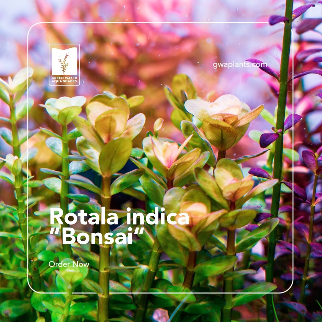 Rotala indica bonsai green water aquascapes