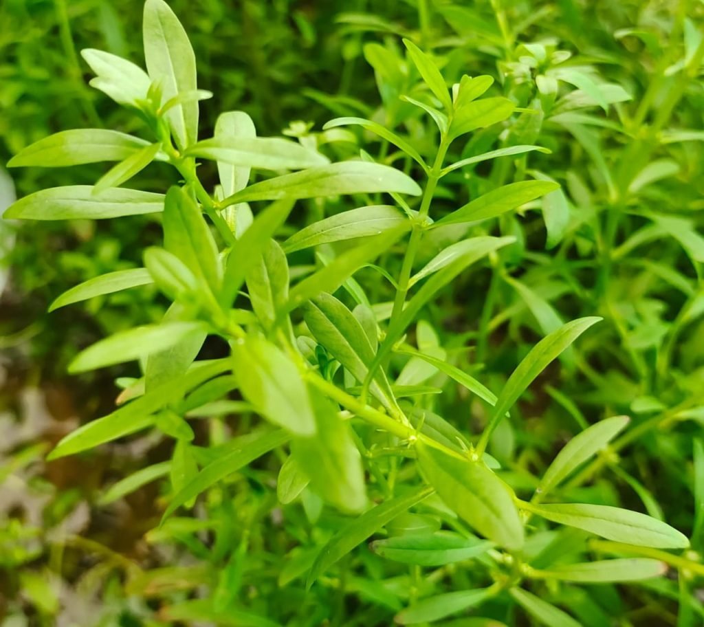 rotala-ramosior-sunset-green-water-aquascapes