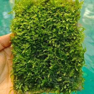 Taxyphyllum sp peacock (Peacock Moss) Mat