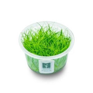 Eleocharis acicularis