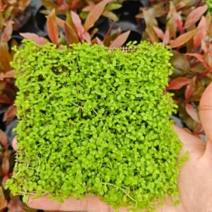 Micranthemum micranthimoids "Monte Carlo" (4" x 4" MAT on ss mesh)