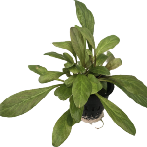 Samolus Parviflorus Red [Lysimachia Parvifolia]