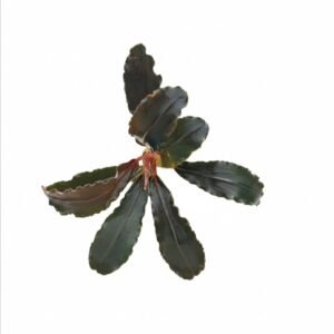 Bucephalandra Brownie Red